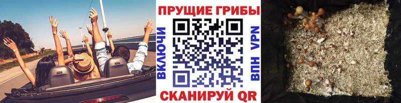 Псилоцибиновые грибы Magic Shrooms  Купить закладки  Зеленогорск 